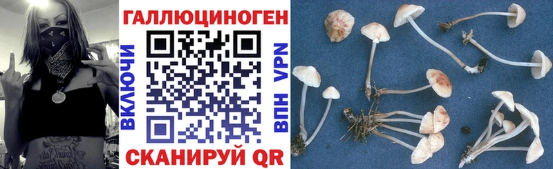 kraken зеркало Дербент Псилоцибиновые грибы мухоморы